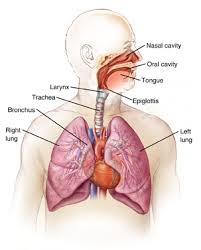 Learn about the anatomy and function of the respiratory system in this article. Anatomy Of The Respiratory System
