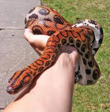 Brazilian Rainbow Boa Care Sheet (Easy To Follow!) – Regarding Reptiles