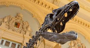 Maybe you would like to learn more about one of these? Dinosaur Skeletons Are The New Trendy Home Decorations You Can Buy One Too Education Today News