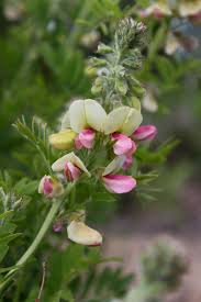 Image result for Tephrosia festina