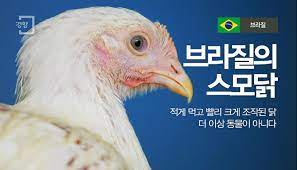 브라질 요리 썬미트 브라질 북동부의 전통적이고 인기 있는 요리. ë°¥ìƒ ìœ„ì˜ ì„¸ê³„ ê²½í–¥ì‹ ë¬¸