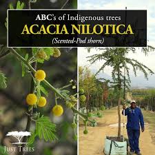 Image result for Acacia grandicornuta