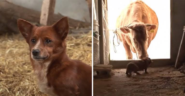 Little Dog Breaks Down In Tears When He Gets To Meet The Cow Who Raised Him