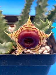 Image result for Huernia zebrina