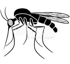 Black and red mosquito illustration, yellow fever mosquito dengue mosquito control, mosquito, insects, pest control, ant png. A Vector Illustration Of A Mosquito Side View In Black And White An Vector Art Mosquito Mosquito Drawing