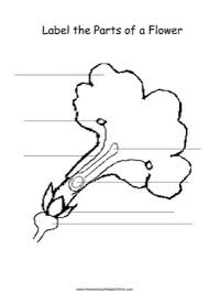 This Free Worksheet Has A Picture Of A Flower That Can Be Labeled Parts Of A Flower Homeschool Nature Study Free Homeschool Printables