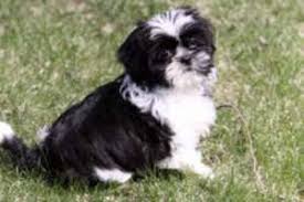 Shih tzu for sale in minnesota. Northland Shih Tzus