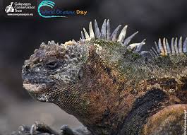 Iguanas can also hide in hollow trees so keep an eye out for that as well. Wod2014 Marine Iguanas Galapagos Conservation Trust
