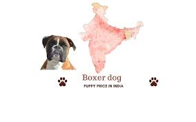 Standard, bronze, silver, gold, and platinum. Barks In Boxer Dog Price In India Price In Chennai Mumbai And More