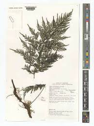 Image result for Vandenboschia gigantea