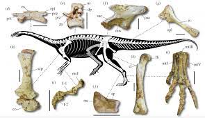 Introducing Macrocollum Itaquii Paleontologia Cuadernos De Dibujo Historia De Mi Vida