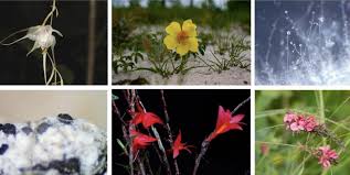 Image result for Crepidorhopalon