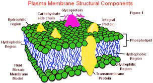 The cell membrane is made up of two layers that are composed of phospholipids. What Are The Main Functions Of The Cell Membrane Socratic