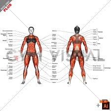 Maybe you would like to learn more about one of these? Body Muscles Female With Description