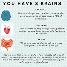 3 Brains Yup That S Right We Have Bidirectional Brain Gut Heart Communication Via The Vagus Nerve We Even Vagus Nerve Brain Health Fitness Nutrition