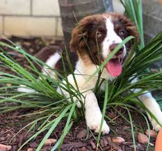 Baldwin park, ca (31612419) tools. San Diego Ca 10 Mo Red Australian Shepherd Puppy For Private Adoption Meet Oaks Puppy Adoption Red Australian Shepherd Shepherd Puppies