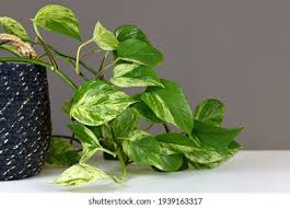 Image result for Epipremnum en casa