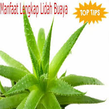 Bertanggung jawab atas administrasi semua pelaporan yang tepat waktu. The Complete Benefits Of Aloe Vera For Android Apk Download