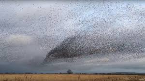 نتیجه جستجوی لغت [flock] در گوگل