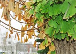 風台風 が巻き起こす塩害 各地に爪痕なお 紅葉シーズン控えイチョウにも被害 産経ニュース