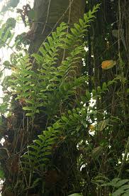 Image result for Drynaria volkensii