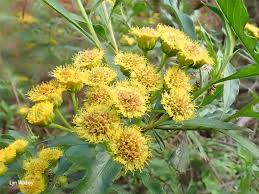 Image result for Psiadia punctulata
