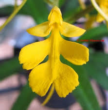 Image result for Habenaria cirrhata