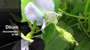 Image result for Psophocarpus