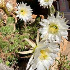 It is common to see the people who cultivate them in the middle of the night, flashlights and even those. Who Is The Queen Of The Night Succulent Succulent City