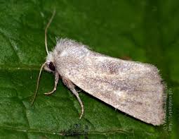 Image result for Photedes fluxa