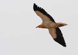 Tour egypt aims to offer the ultimate egyptian adventure and intimate knowledge about the country. Egyptian Vulture Neophron Percnopterus A Guide To The Birds Of Europe Flickr