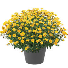 Image result for Bidens grantii