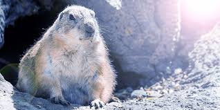 The long, coarse fur of the back is a grizzled grayish brown with a yellowish or reddish cast. Groundhog Day And The Prediction Of 6 More Weeks Of Anything Qad Blog