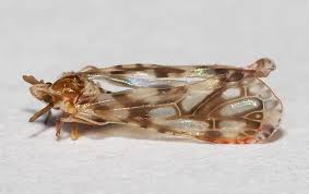 Image result for Xerophyta kirkii