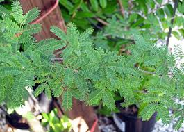 Image result for Acacia fleckii