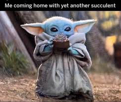 Pin By Anna Lyons On Air Plants Succulents Yoda Meme Star Wars Memes Yoda Wallpaper