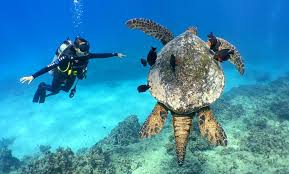 Click now to find out! Introductory Scuba Session Banzai Divers Hawaii Groupon