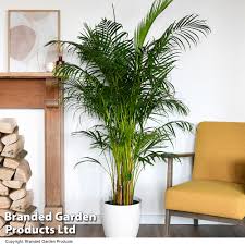 Image result for Dypsis