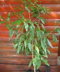 Image result for Nuxia floribunda