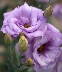 Pblismmariachi Blue Lisianthusseedsbeautiful Etsy In 2020 Purple Flowers Pretty Flowers Lisianthus