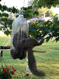 A squirrel got its head stuck in a halloween decoration. 40 Poor Animals Who Ran Out Of Luck And Got Stuck While Eating Bored Panda