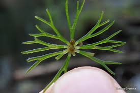 Image result for Ceratophyllaceae