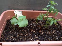 赤いオクラの育て方 観葉植物ブログ緑組 植物の育て方