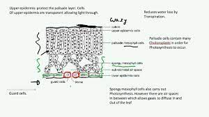 Cells are the basic building blocks of all living organisms. Plant Cell Organisation Aqa Biology B2 Youtube