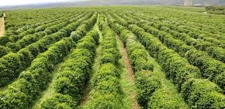 Resultado de imagem para biodiversidade na agricultura imagens
