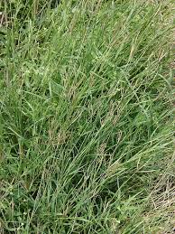 Image result for Dichanthium annulatum