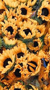 Yellow Flower Aesthetic Background Wajiflower Co Flower Aesthetic Sunflower Wallpaper Aesthetic Backgrounds