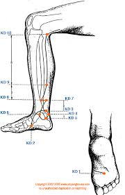 Kd Kidney Meridian Graphic Chinese Medicine Theory