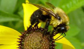 Bumble bees do not lose their sting. Bumble Bees Facts Information Pictures