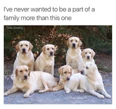 I Wonder If They Ll Adopt Me Labrador Retriever Labrador Dog Lab Puppies